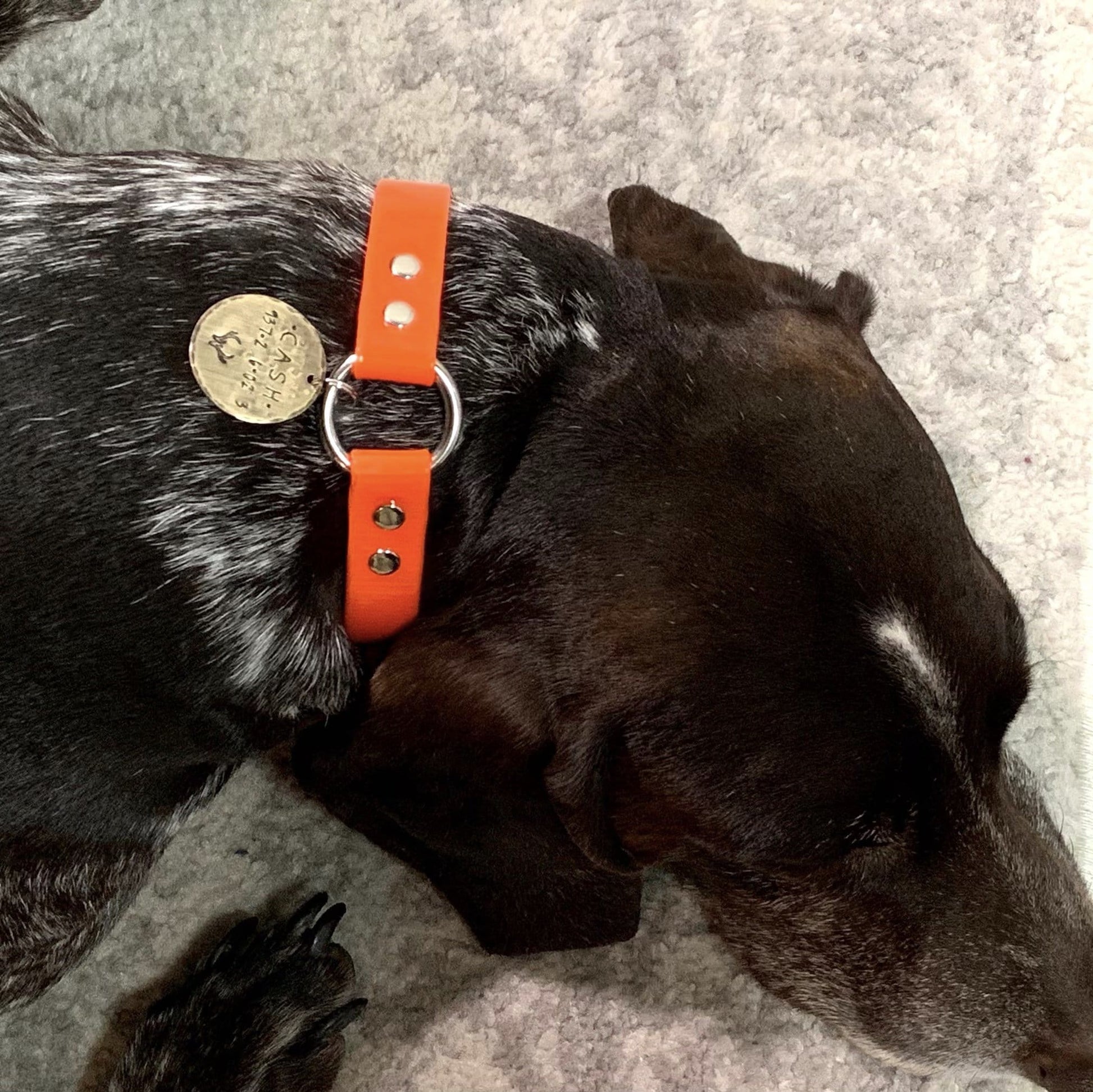 dog with brass tag kyleemae designs